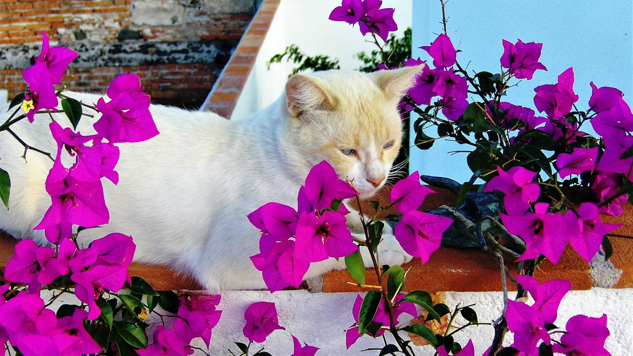 James Walker bougainvillea (fuscia).