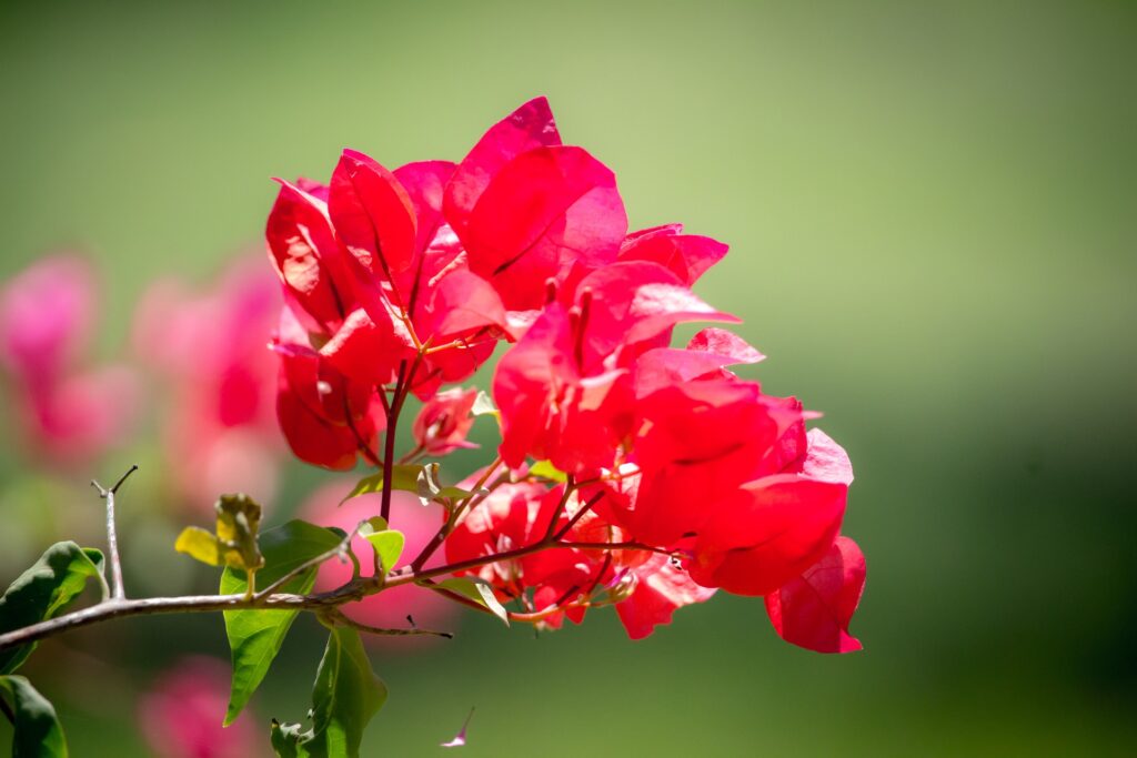 San Diego Red bougainvillea (bright red).